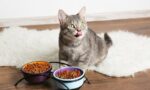 Kedi-Mama-Seciminde-Dikkat-Edilmesi-Gerekenler-Nelerdir.jpg
