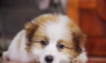 kopeklerde-kanli-kusma.webp.webp