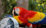 macaw-papagani.jpg