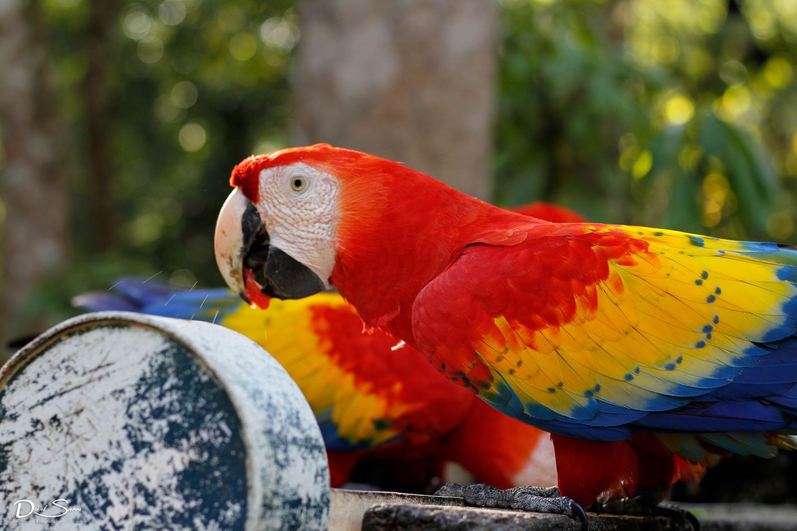 macaw-papagani.jpg