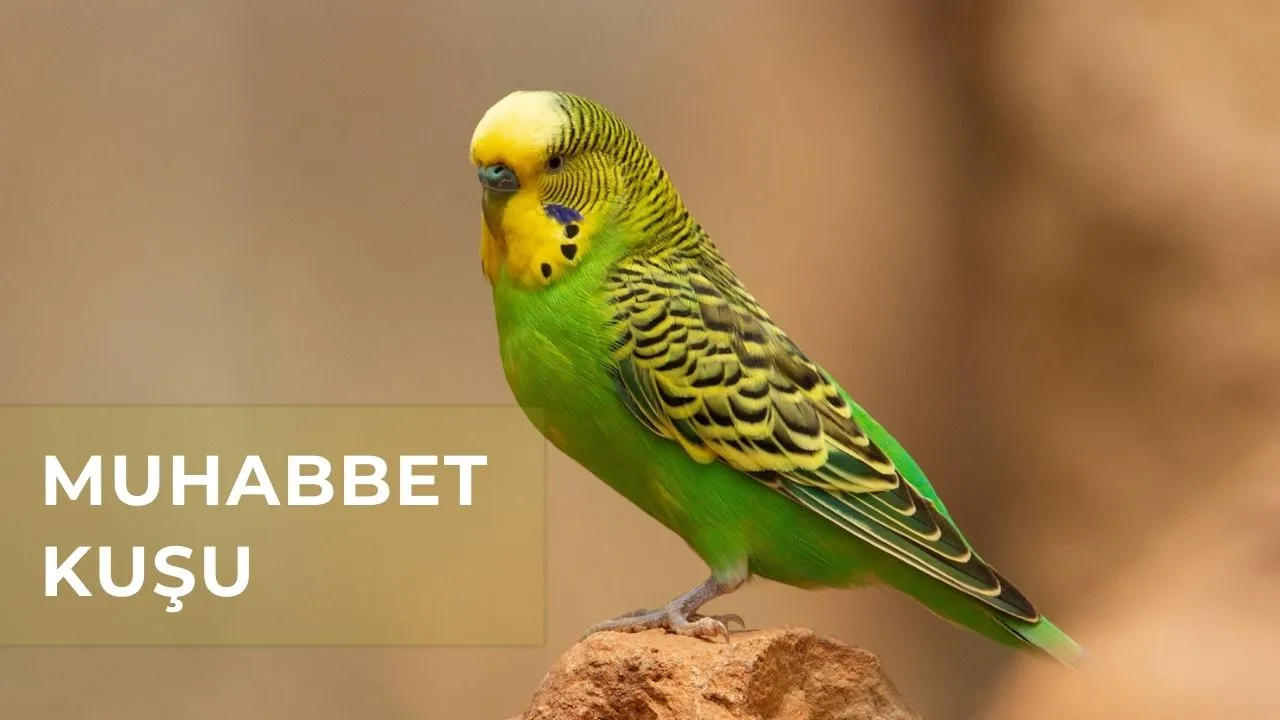 muhabbet-kusu.webp.webp