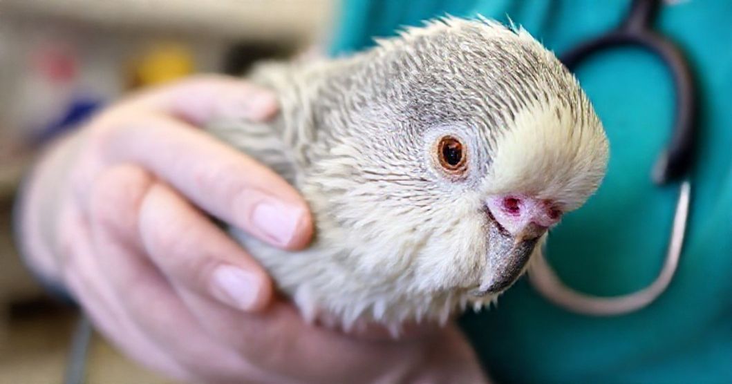 Muhabbet-Kusu-Hastaliklari-En-Yaygin-10-Belirti-ve-Tedavi-Yontemi