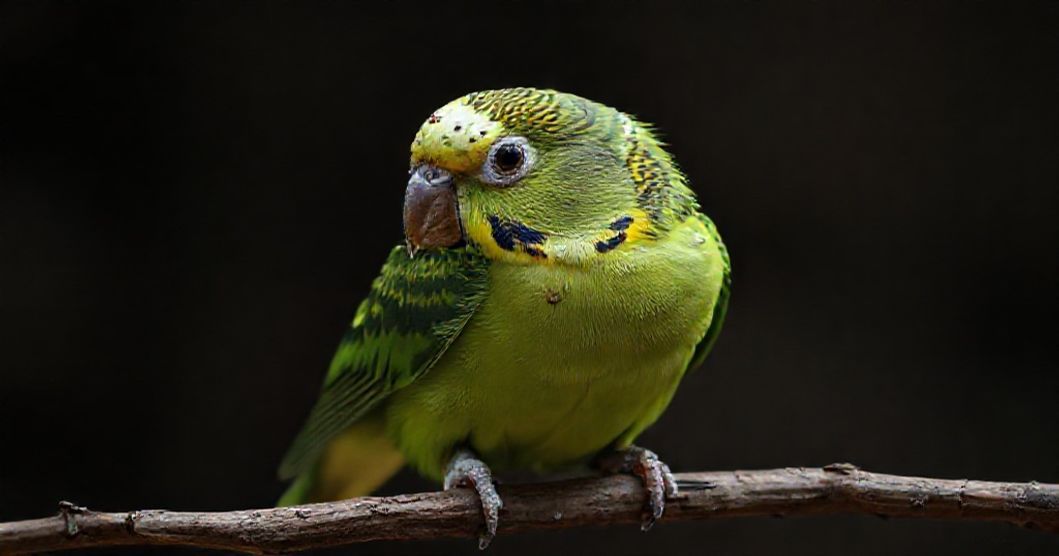 Muhabbet-kusu-hastalik-belirtileri-nelerdir