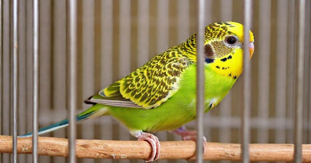 Muhabbet-kusu-kafesi-nasil-olmali