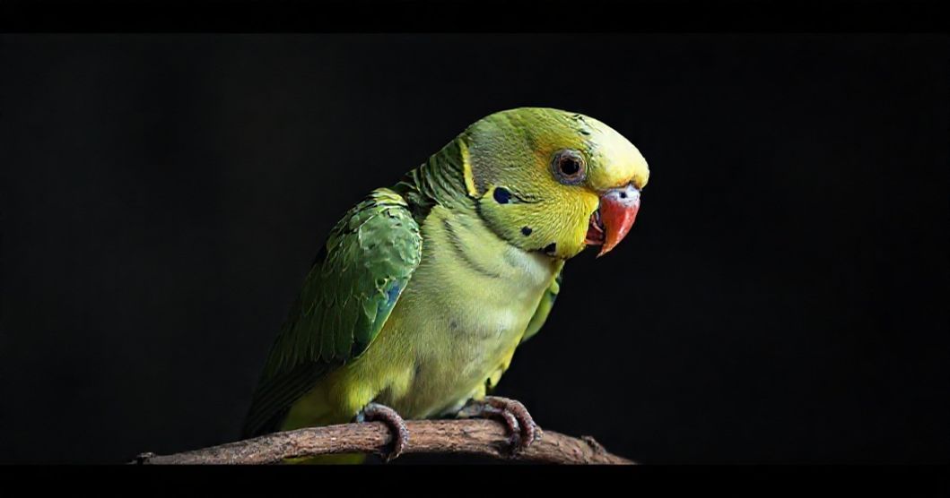 Muhabbet-kusu-neden-olur